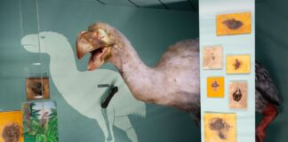 Spurensuche im Urzeit-Ökosystem